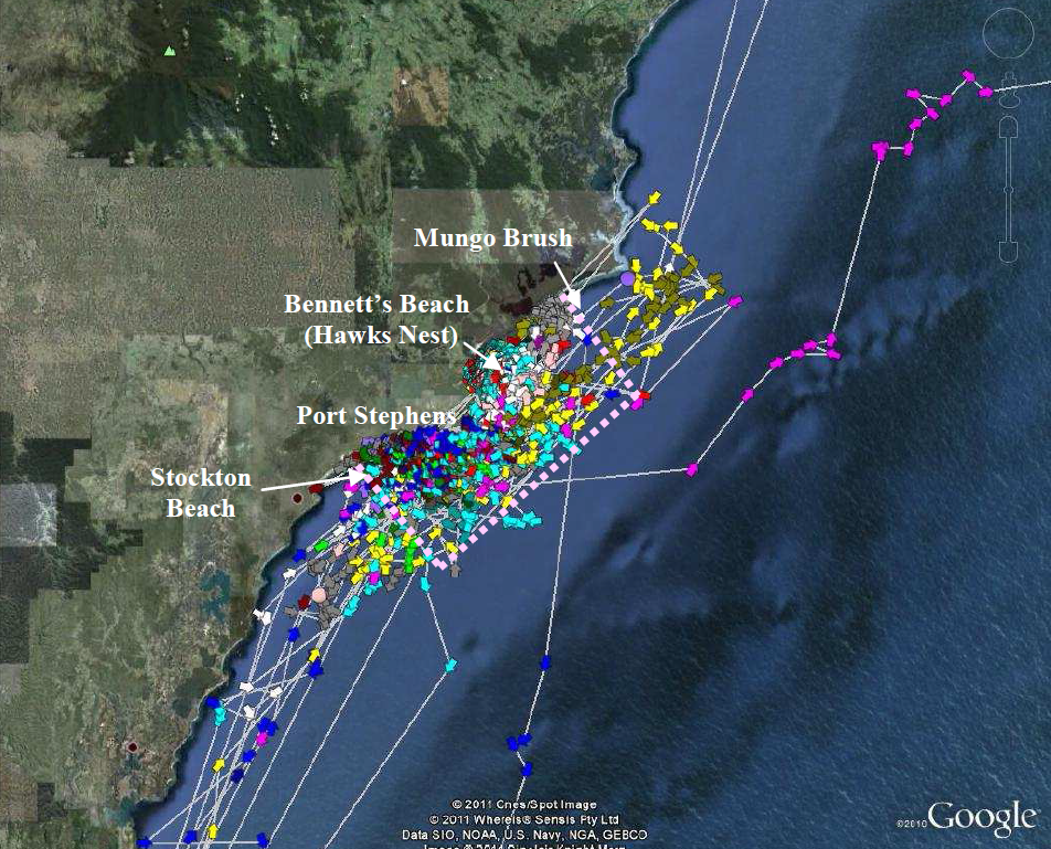 Satellite positions for 19 tracked juvenile White sharks in the Port Stephens region 2007 – 2010. Registered positions are colour-coded for each shark. Dotted pink line denotes approximate boundary of the White shark nursery area. 