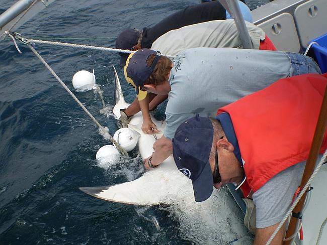 Bruce and his team tagging a white shark with an acoustic tagging device.