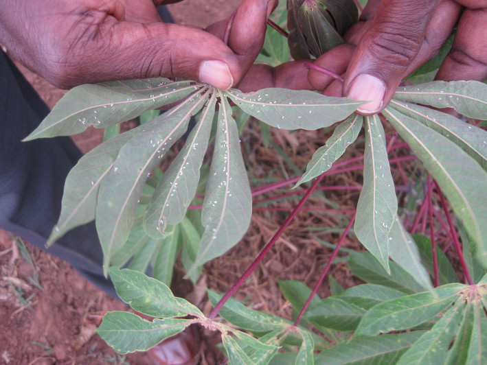 The cassava whitefly is out to lunch with its friends, unfortunately this social gathering is a real problem for Africa's food security. Image: Sarina Macfadyen
