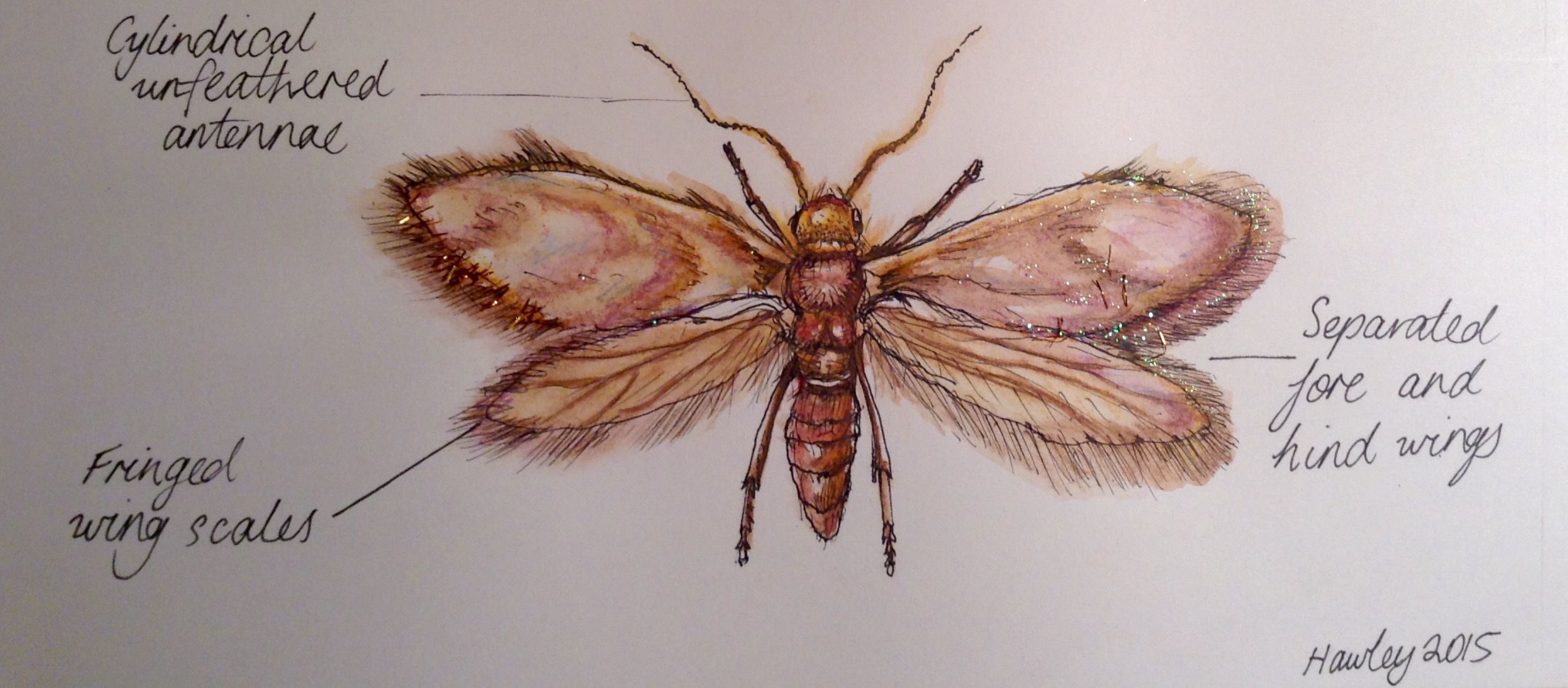A dorsal illustration of the moth. 