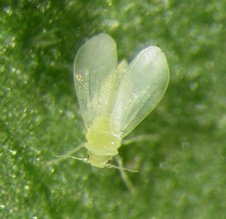 Our scientists will use their experience dealing with this closely related whitefly (Bemisa tabaci).