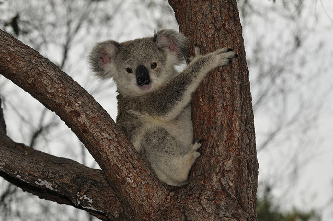 Koalas are one of the threatened species that could benefit from carbon farming. christopher charles/Flickr, CC BY-NC-SA