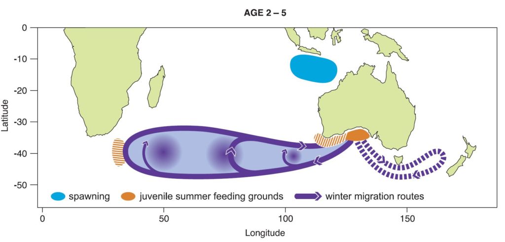 Schematic of juvenile SBT migrations, showing the distance and patterns of the SBT movement in it's youth.
