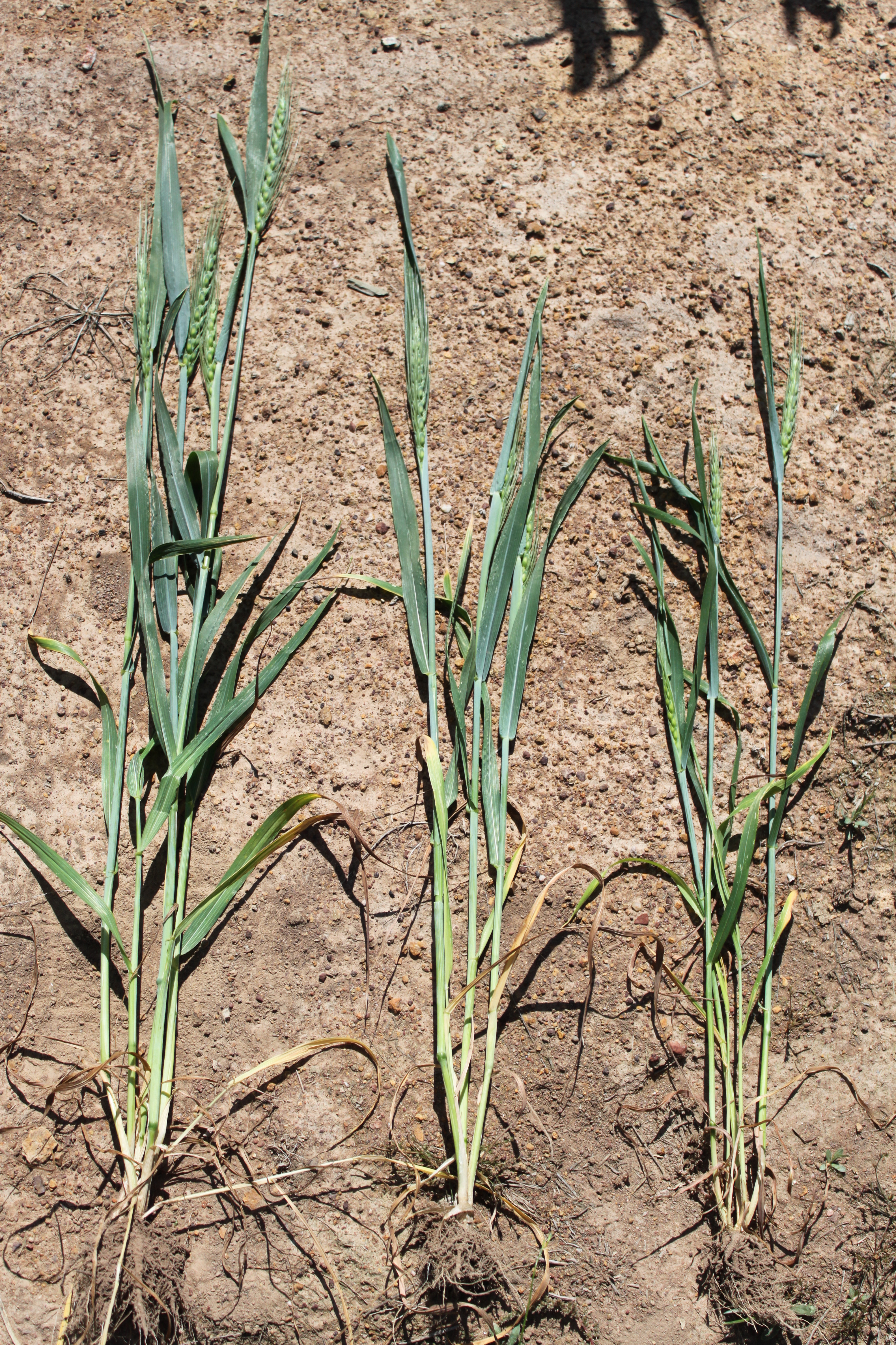 Winter wheats have an in-built cold requirement that stops them from developing to earlier - perfect for earlier sowing