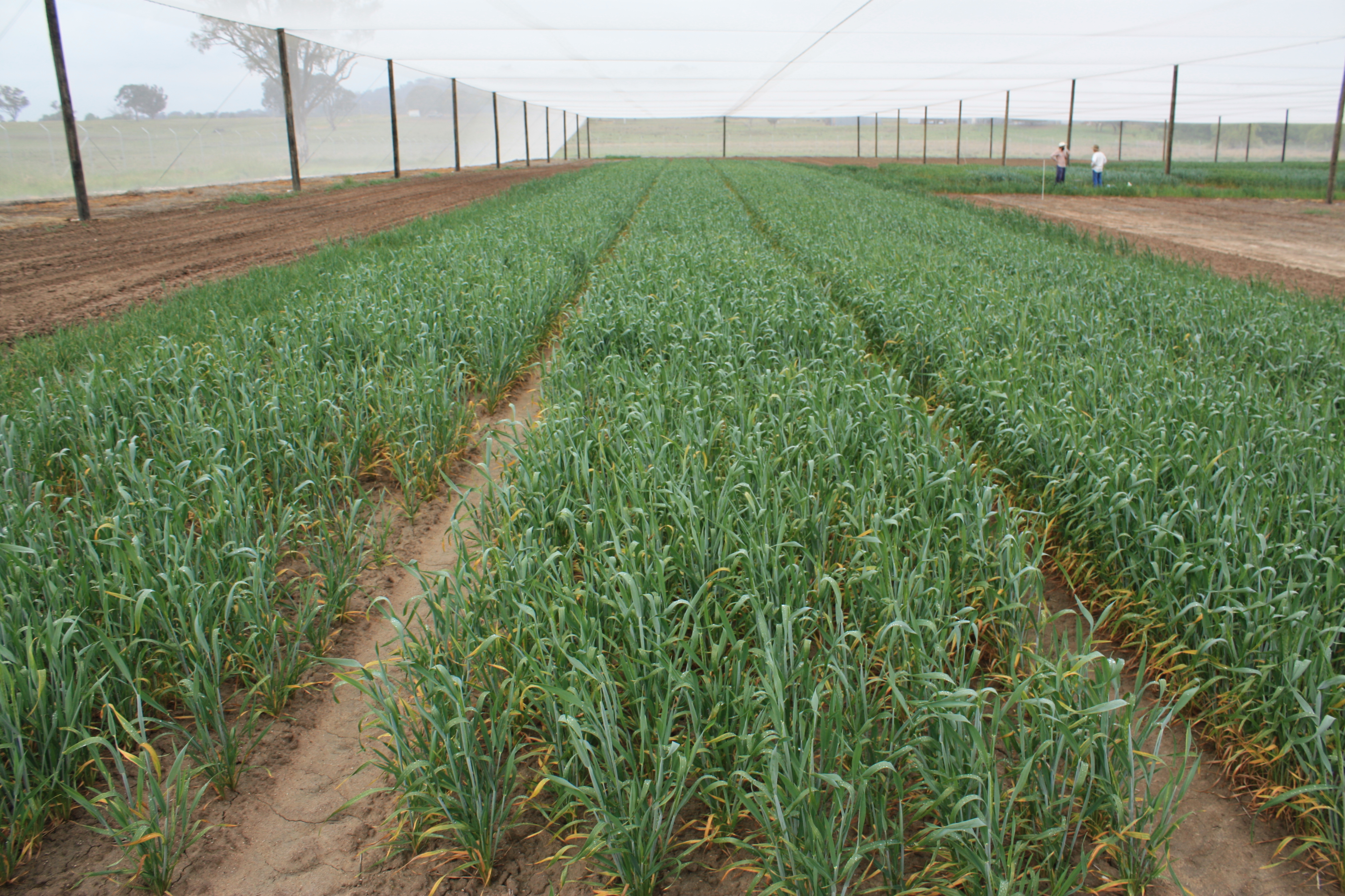 Rows of wheat growing in a greenhouse.