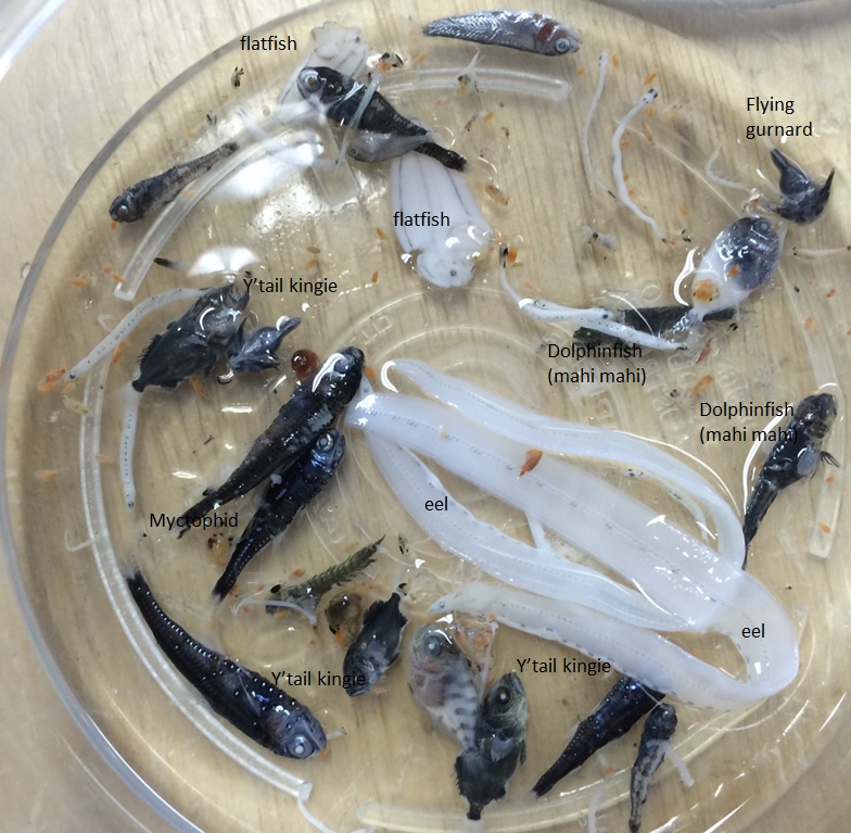 V03 2015 Iain Suthers larval fish