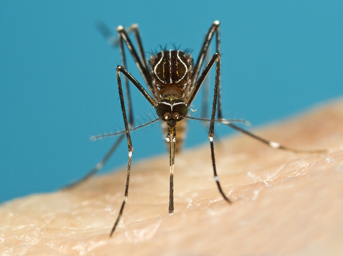 Will climate change cause mosquito-borne diseases to spread? Image: Steve Doggett