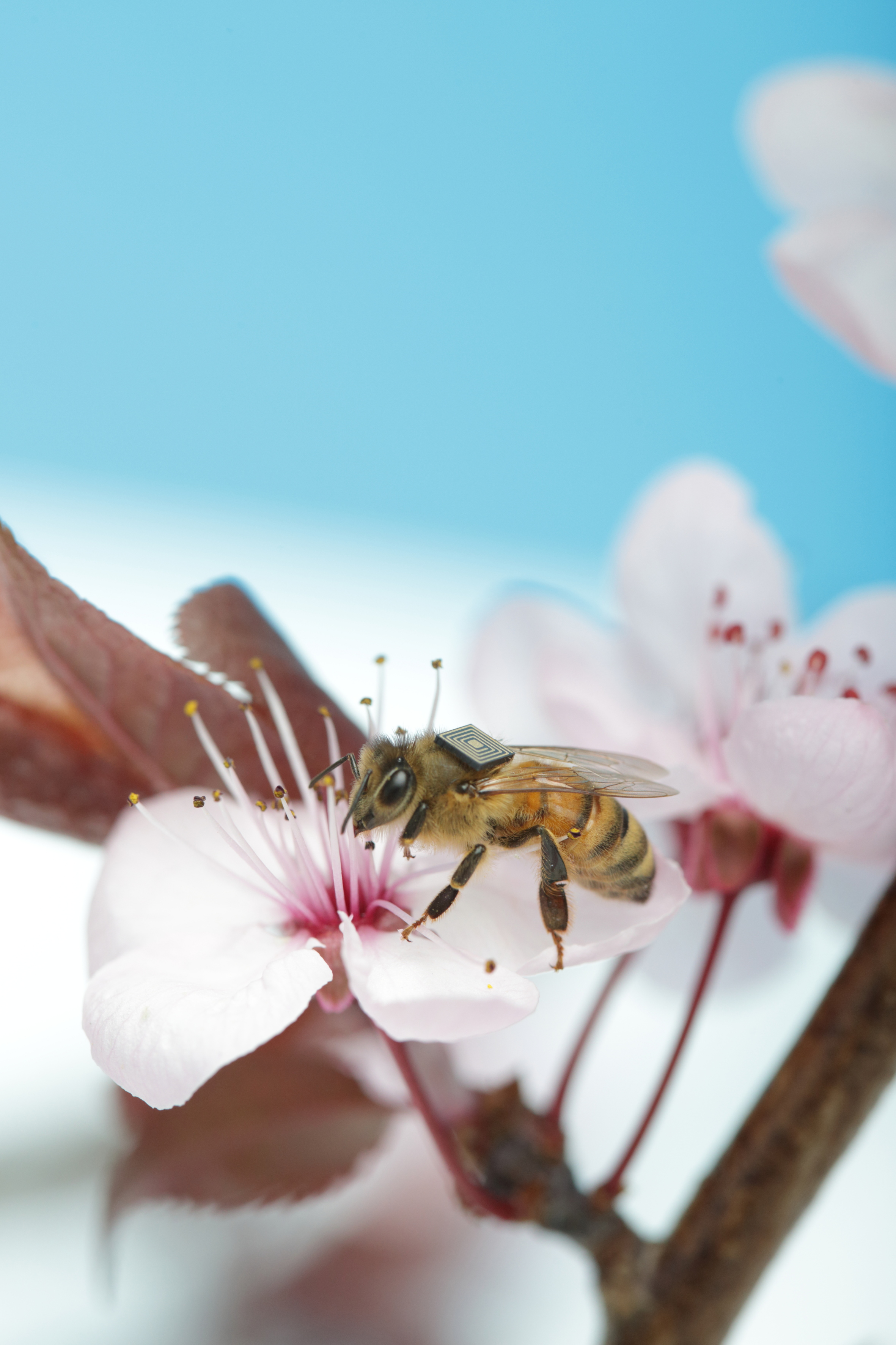 The impact of losing the free pollination services provided by feral honey bees will be farmers paying beekeepers to bring bees in to pollinate their crops, resulting in price hikes in everything from cucumbers and oranges, to cashews and onions.