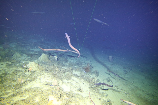 INV2015_E03 RV Investigator benthic trial underwater 