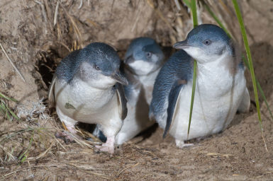 Three little penguins exiting a burrow