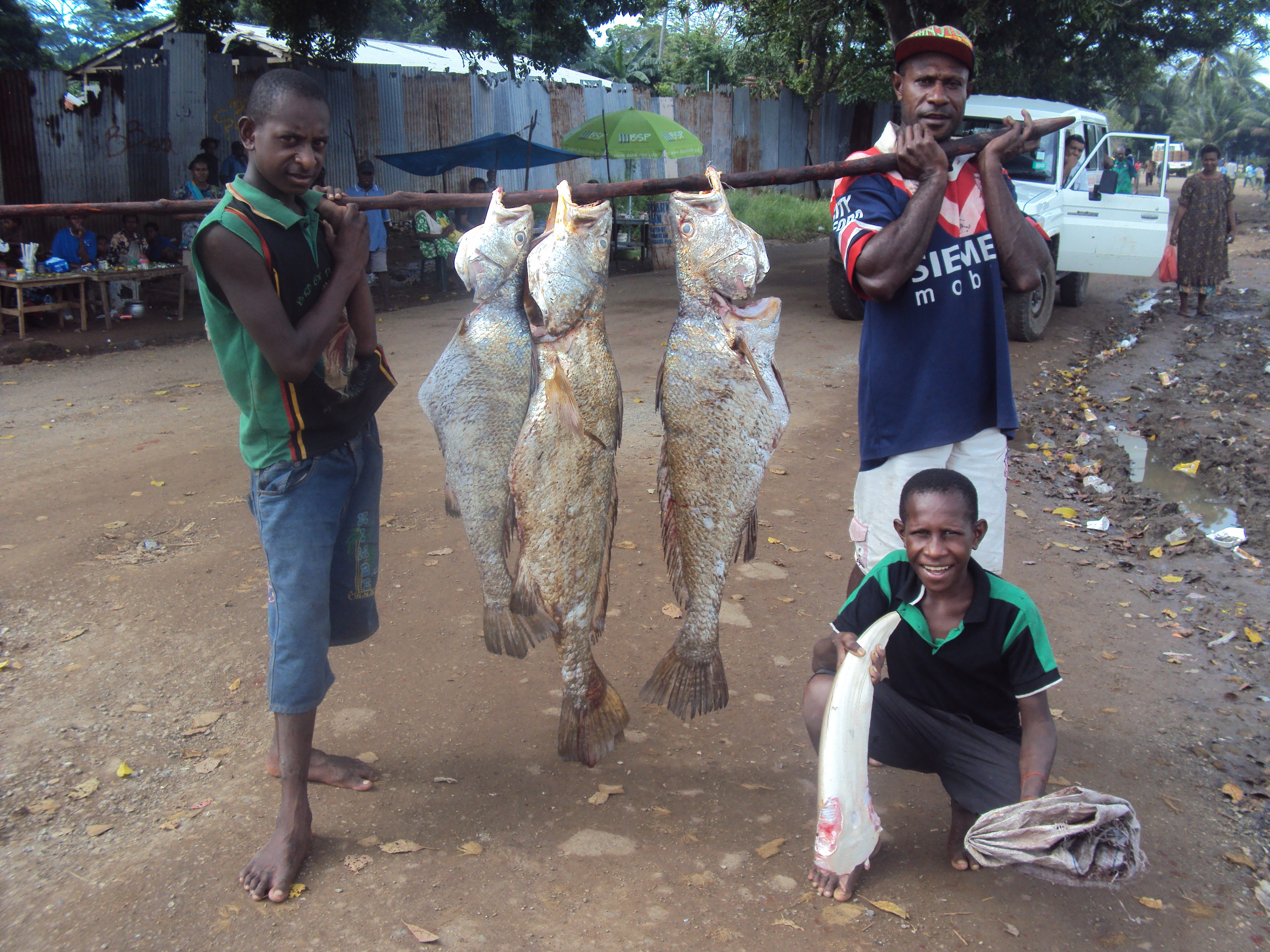 Local fishermen carry Jewfish catch