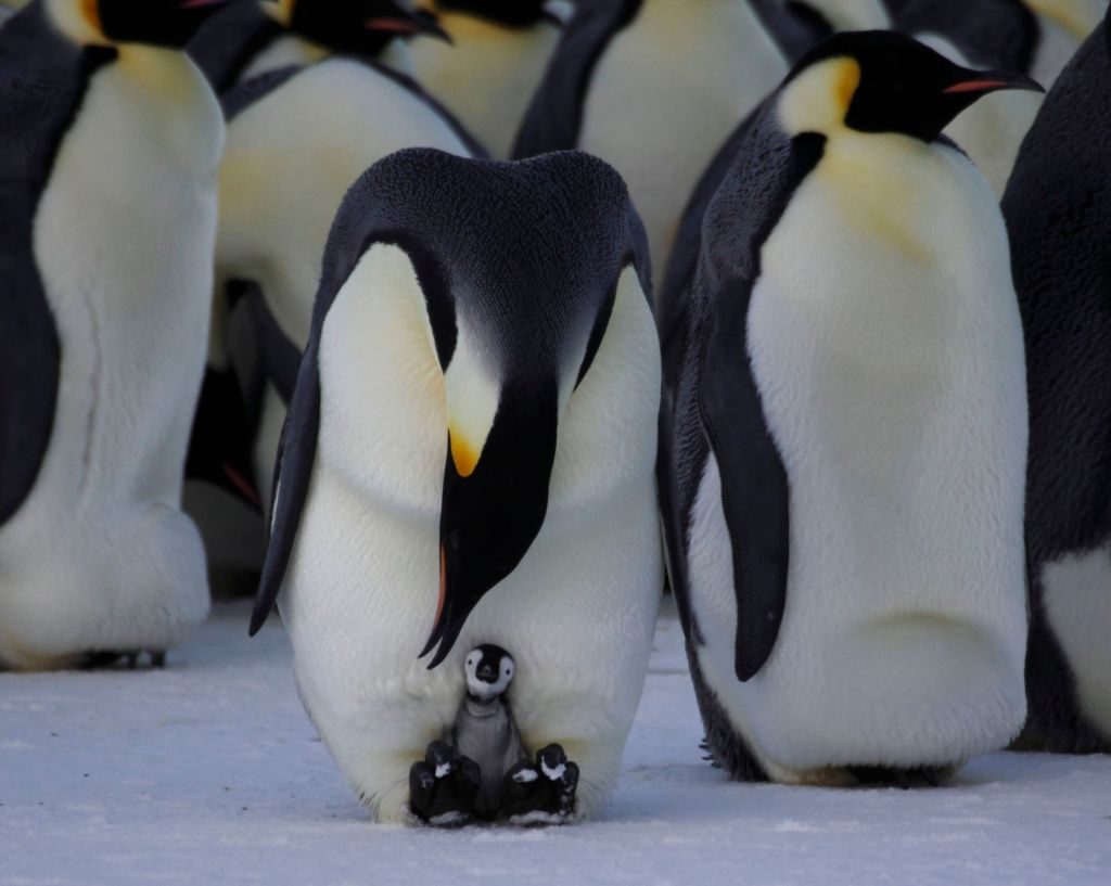 The stay at home dad: Emperor Penguin dads share the incubation duties.