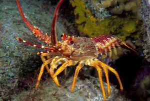 southern-rock-lobster-SARDI-360x241