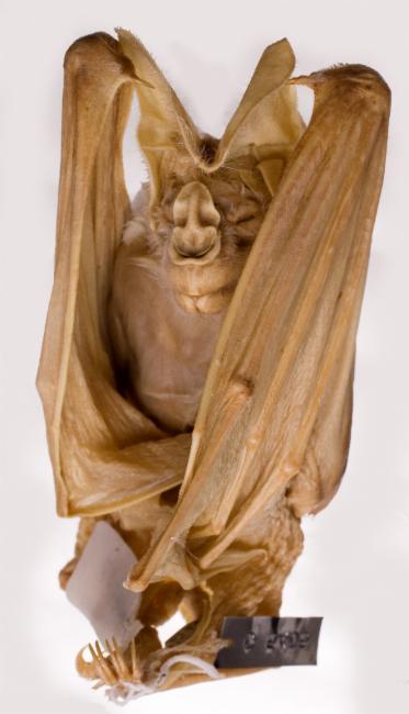 The ghost bat is rather haunting to look at. Image credit: Museum Victoria