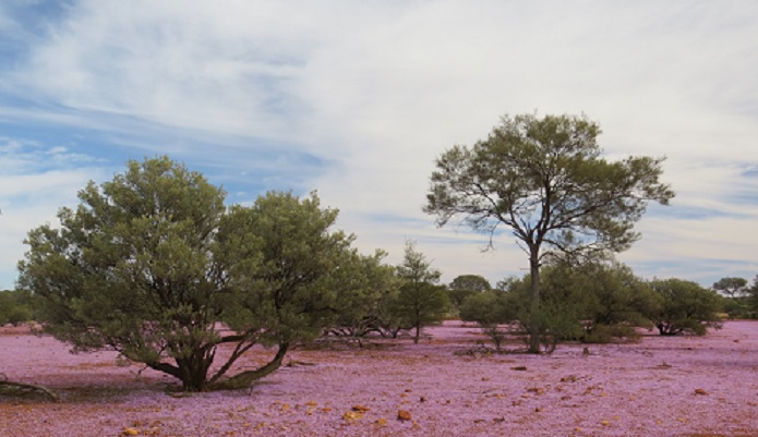 Glorious Peplidium ground covering among Mulga plants. Image credit: Suzanne Prober 