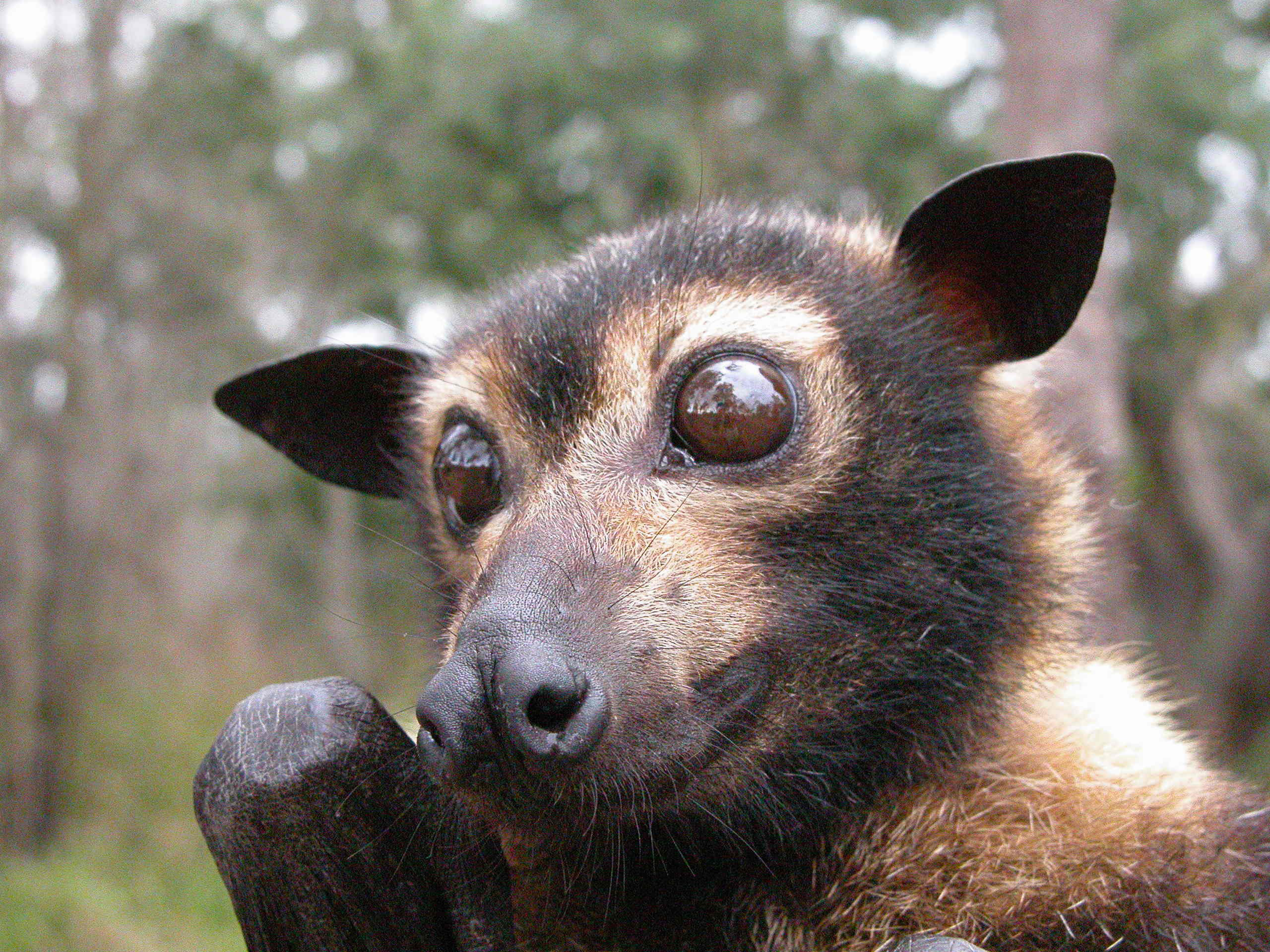 Not all bats are terrifying: The Spectacled Flying Fox is actually quite adorable.