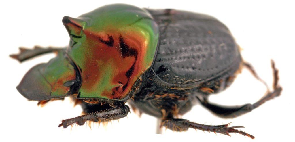 dung beetle, a solution to bush fly outbreaks