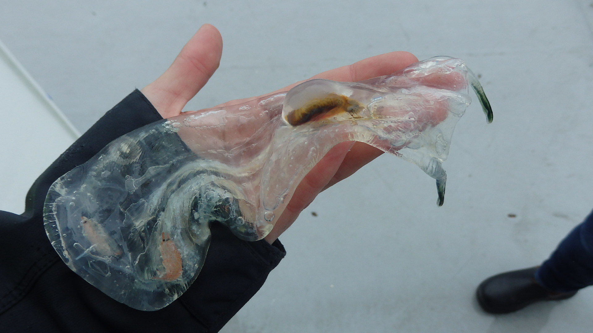 A salp displays its recent meal of small prawns. Image: Max McGuire.