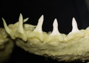 The teeth of a Speartooth Shark - it's not just a name!