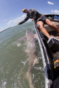 Tagging a 2.3 metre long shark is no easy task!