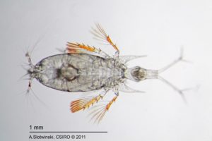 The intricate details of a copepod