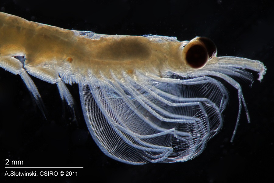 Nyctiphanes australis, a type of krill