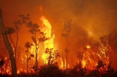 A picture of a bushfire.
