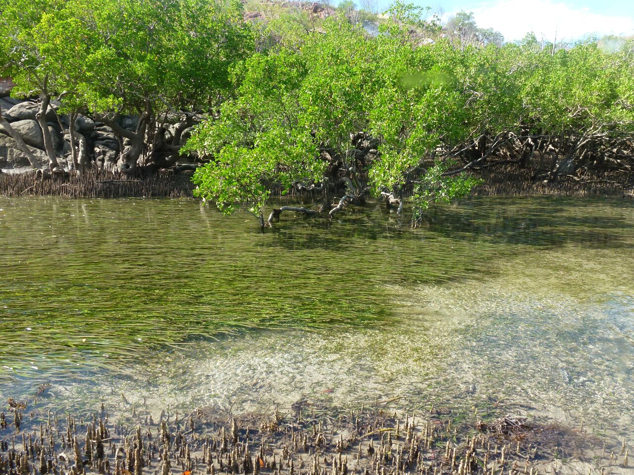 Lagoon habitat found in the Bardi Jawi IPA (with mangrove habitat)