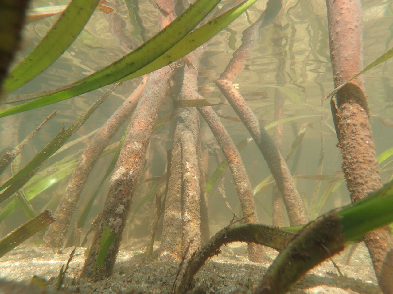 Mangrove roots and seagrass