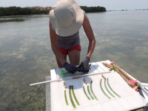 Preparing for seagrass tethering study. 