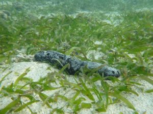 Seagrass habitat with a sea cucumber in the Bardi Jawi IPA