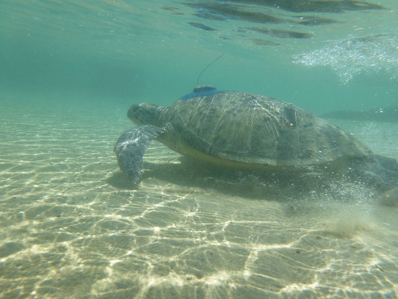 Tagged Green Turtle released with satellite tag