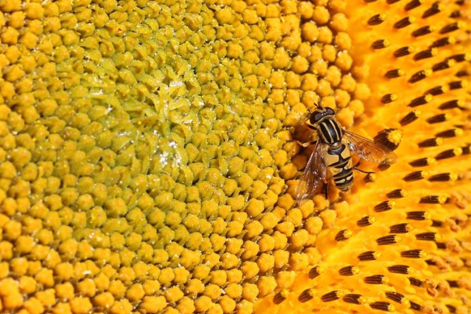 A hoverfly on a sunflower. David Kleijn