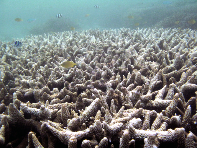 Acropora corals during a bleaching event. Image credit - Christopher Doropoulos.