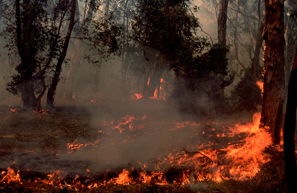 bushfire burning low to the ground