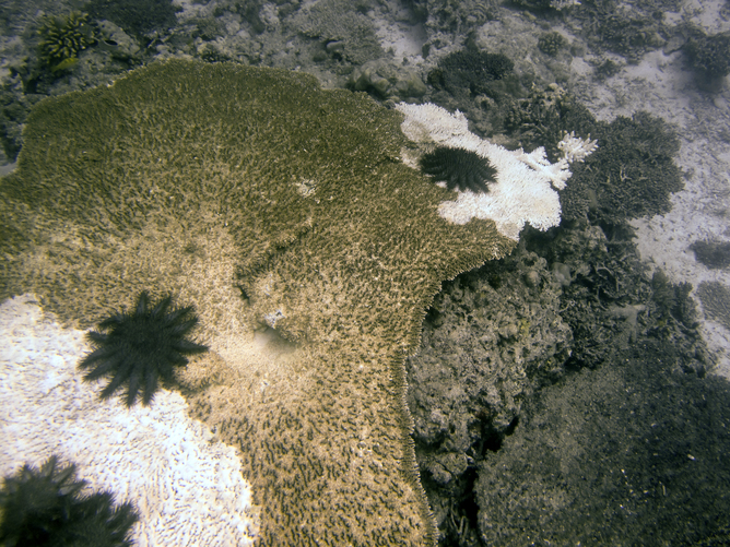 Crown-of-thorns starfish eating remnant Acropora colony. Image credit - Christopher Doropoulos.