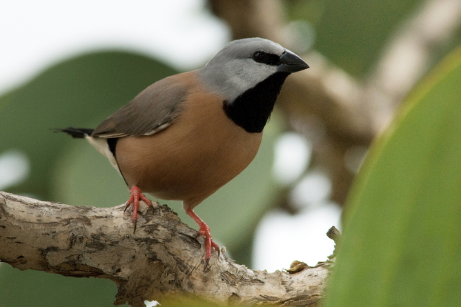 The black-throated finches of the Brigalow are regarded as endangered. Image Credit - Eric Vanderduys.