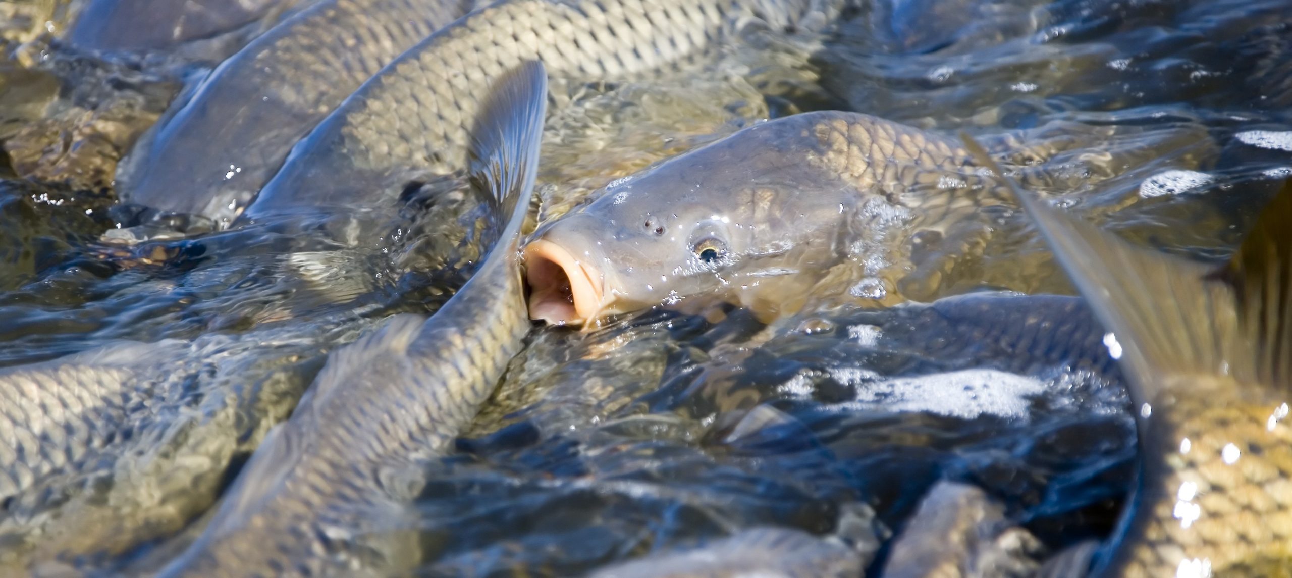 Using herpes virus to eradicate feral fish? Carp diem! – CSIROscope