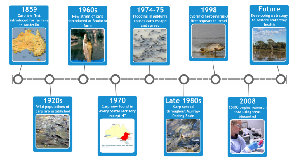 carp timeline crop