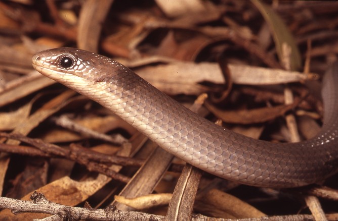 Not a snake, but a legless lizard: the Brigalow scaly foot. Image credit - Eric Vanderduys. 