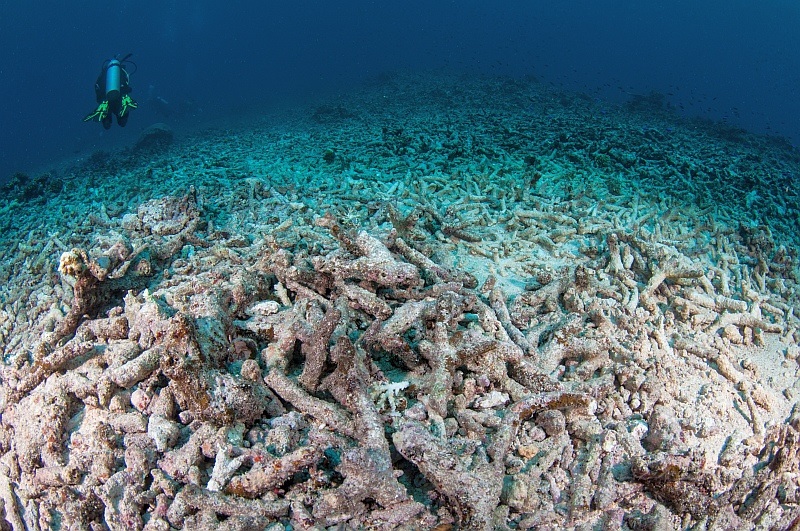 This Acropora field in Fiji was exposed to multiple impacts including a crown-of-thorns outbreak and cyclone damage. Image credit - Matt Curnock 2012