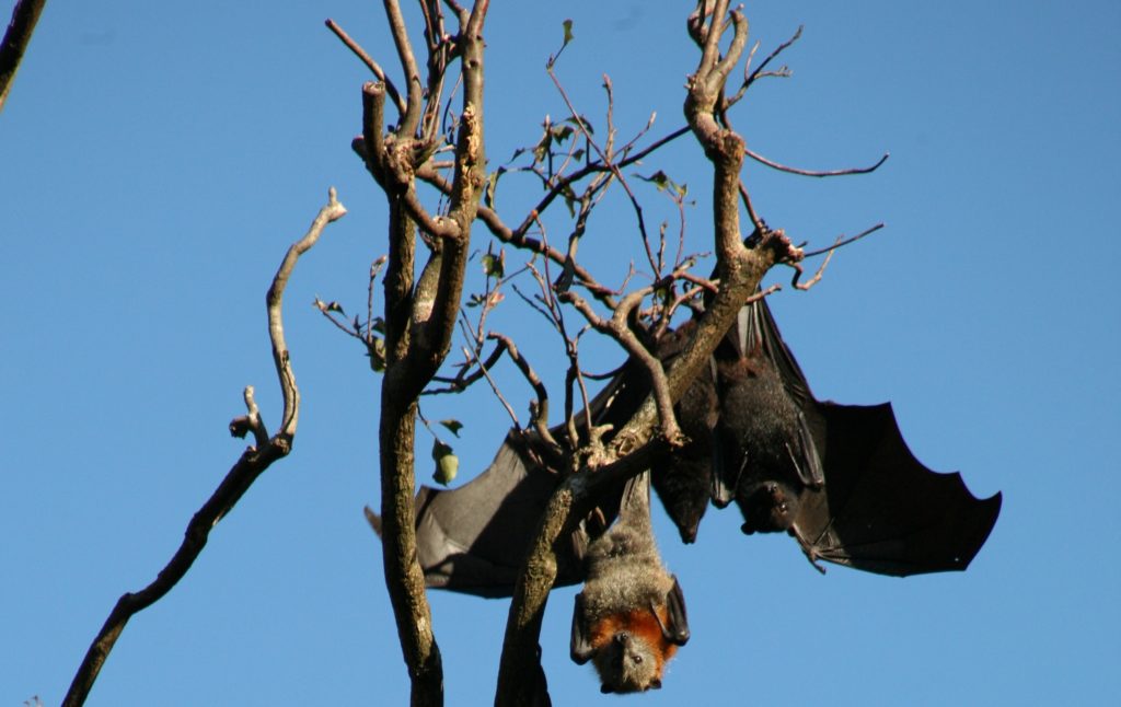 An Australian black flying fox hanging out with friends. 