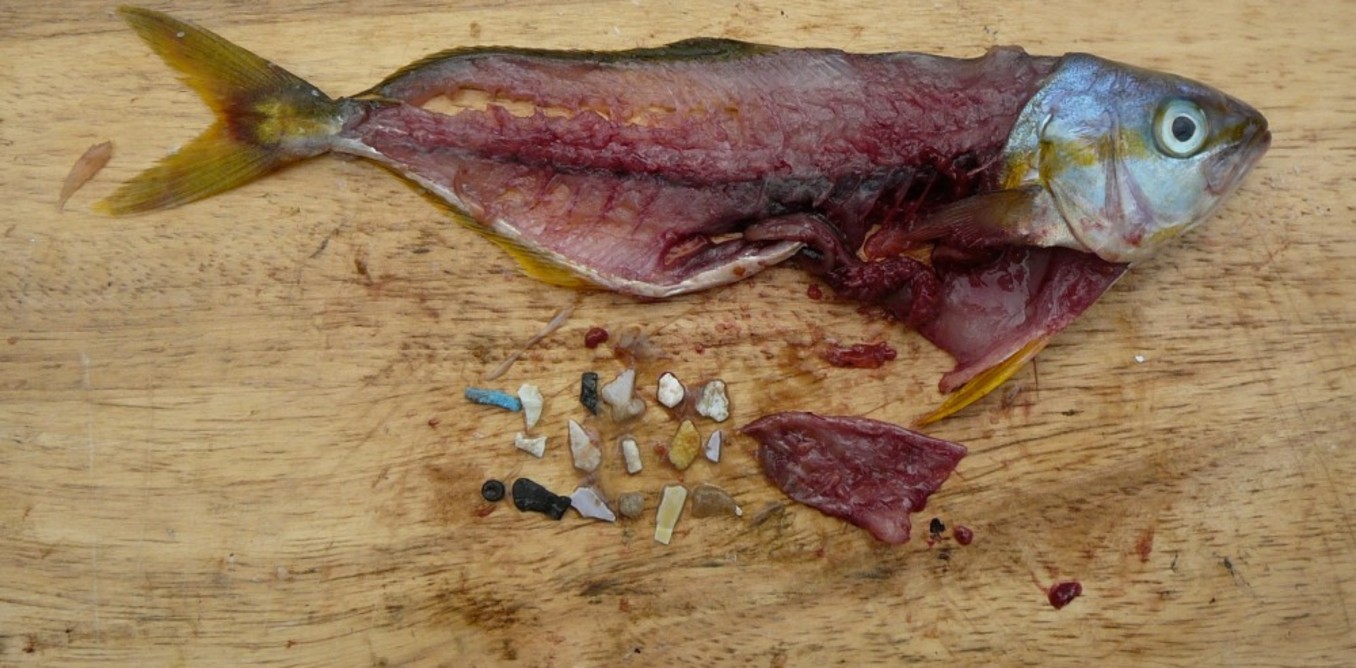 Plastic fragments found in dissected fish. Algalita Marine Research and Education