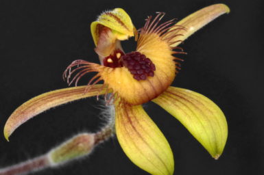 Close up of a yellow and brown orchid flower.