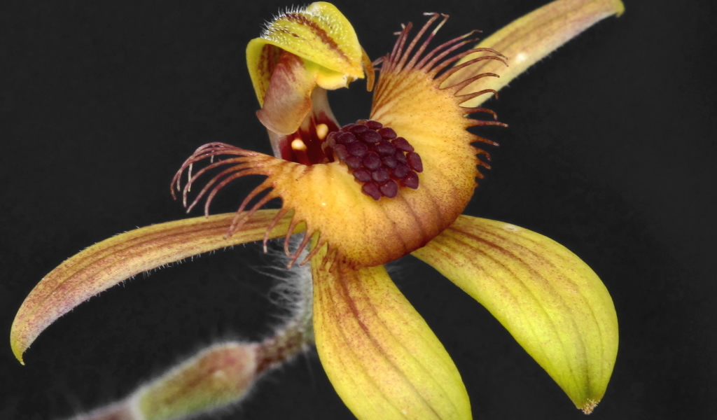 flower-of-the-orchid-Caladenia-discoidea feature