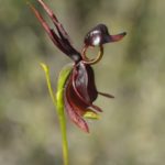 Showing the chocolate coloured flower of an orchid in the wild.