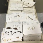 A cabinet drawer filled with parts of orchids taped flat on small cards.
