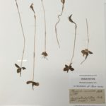 Shows the flower and stem of 5 orchids pressed on white paper with specimen label.