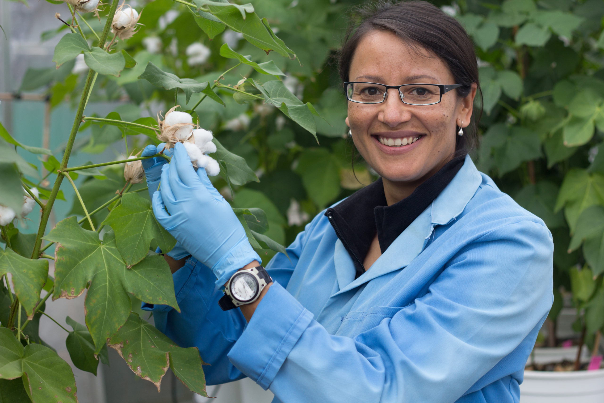Colleen MacMillan with cotton plant
