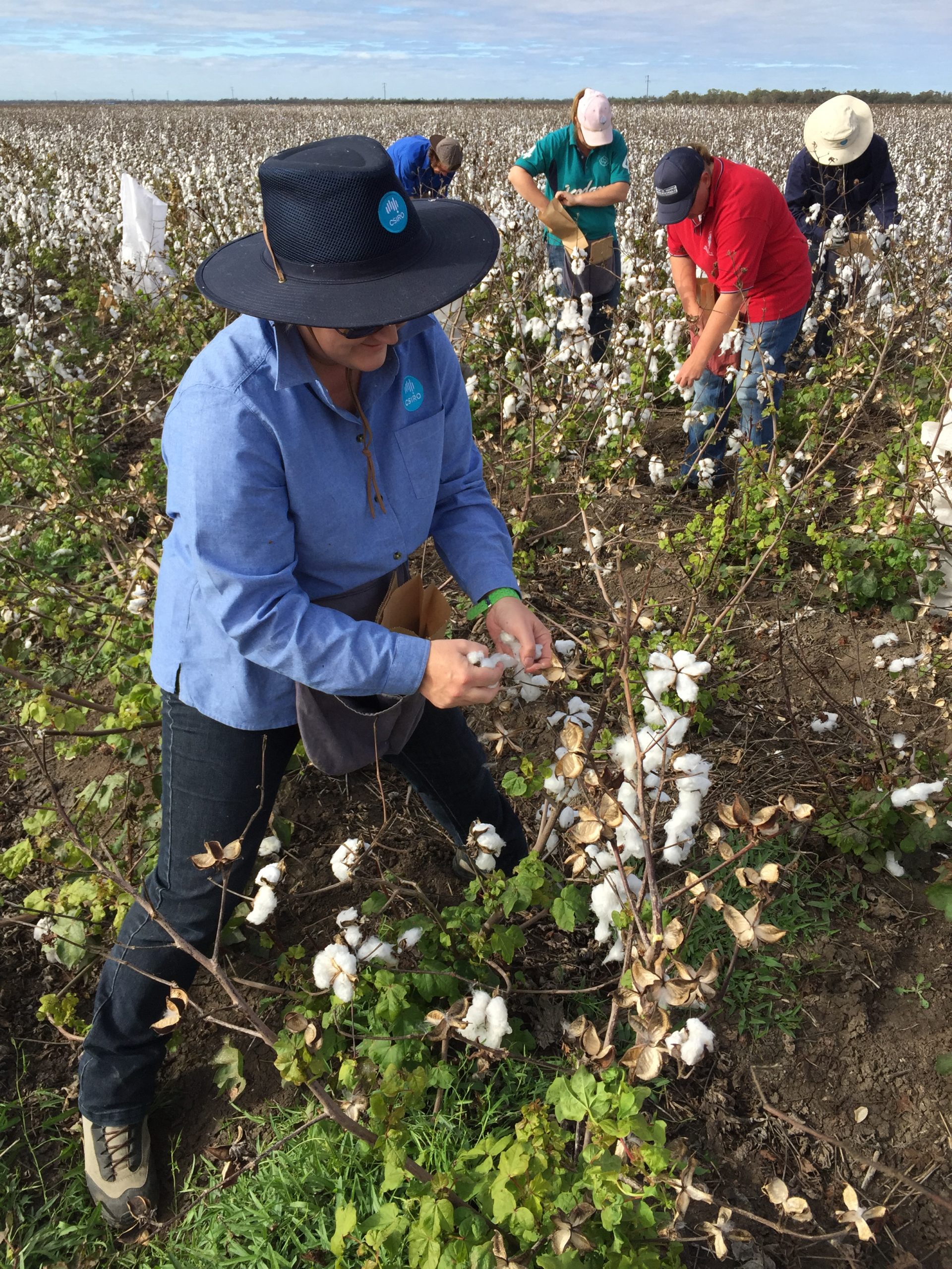 Heather Campbell working with team on cotton field.
